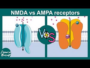 NMDA vs AMPA Receptors | Differences Explained Simply | Neurology playlist