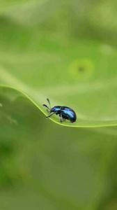 Download Ladybug, closeup of insect for free