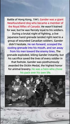 The Grenade-Catching Hero 🐕💣 #animalstories