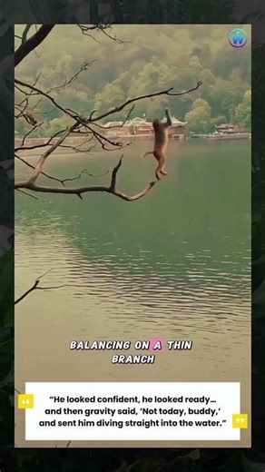 Monkey Acrobatics Gone Hilariously Wrong! #shorts