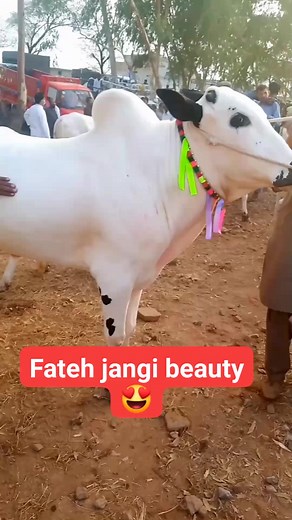 50K views · 1.4K reactions | Fateh jangi beauty  #reelsvideoシ #mandi2024 #reelsfacebook #fatehjangibulls #reels #fatehjangi | Nadeemi vines | Facebook