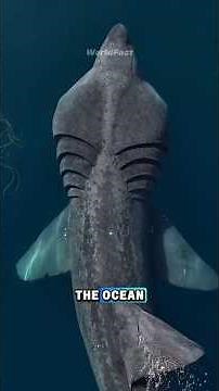 BASKING SHARK #truedialogue