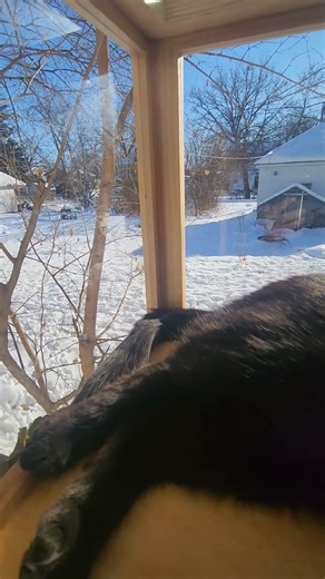 Squirrels, kitty and sunshine - link to kitty box in description