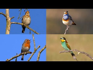 European Bird Sounds : Four Hours with 31 European Birds