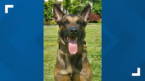 'Tragic accident': Investigation finds out how K-9 died in hot patrol car