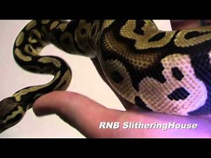 Pastel Ball Python Morphs