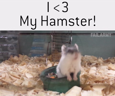 Hamsters