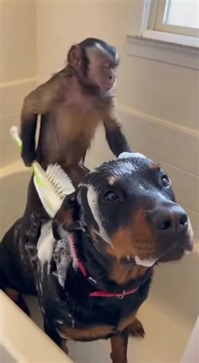 Et ça recommence 😭 #singe #chante #bain #mccourgette #pourtoii