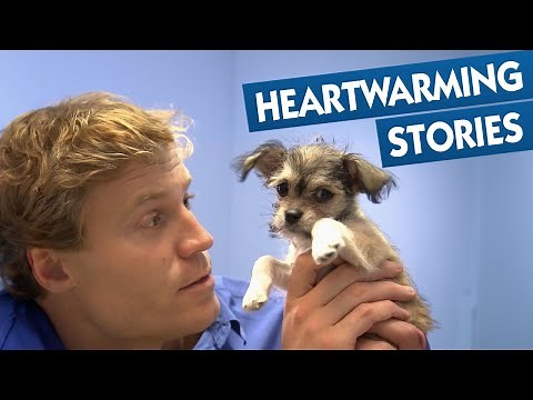 Bondi Vet's Most Heartwarming Rescue Moments