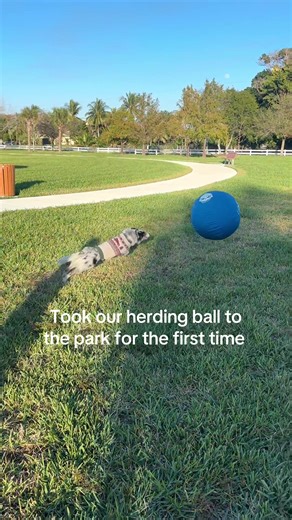 Fun Day at the Park with Our Border Collie