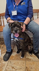 Schnauzer mix anyone? 😍 Our gorgeous Nikki has a beautiful wiry dappled coat and a typical terrier personality. She's friendly, curious, playful, spunky, a little silly and a lot kissy. Please share to find her a home! 😘 #schnauzer #schnauzermix #terriermix #adoptdontshop #schnauzerlove | Pet Rescue NY