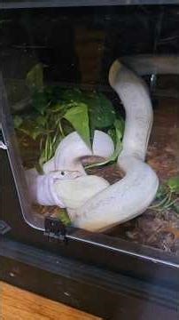 Feeding THREE MORE pythons! The big ones... #targettraining