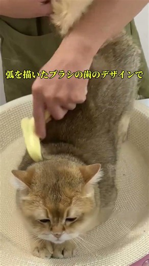 换毛季、やばすぎ…😇#猫の毛 #換毛期 #猫との暮らし #抜け毛対策 #猫あるある
