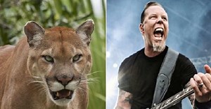 Hiker escapes cougar attack by blasting Metallica’s ‘Don’t Tread On Me’ [VIDEO]