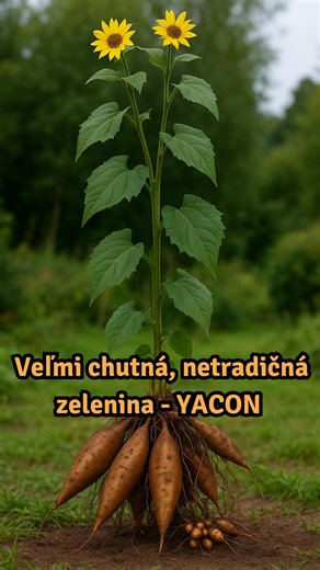 Michal Lukáč on Instagram: "YACON- Smallanthus sonchifolius (Jakón) 🌿 netradičná zelenina s veľmi zaujimavou chuťou 😋. Je to vhodná potravina pre diabetikov 🩺 aj ako racionálna výživa 🥗. Pochádza z Južnej Ameriky 🌎 a u nás sa pestuje ako jednoročná rastlina 🌱. Hľuzy yaconu sú krehké, šťavnaté a chuťou pripomínajú sladkú chrumkavú hrušku 🍐 s podtónom mrkvy 🥕, veľmi príjemná chuť. Pestovanie yaconu je nenáročné ✅. Darí sa mu na slnečnom stanovisku ☀️ v priepustnej pôde. Počas sezóny ako kv