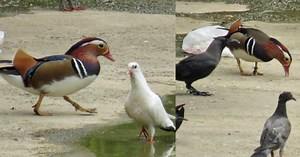 Famous Mandarin duck returns to Hougang canal