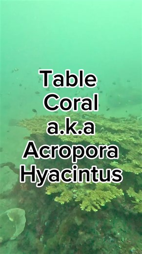 🌊 Table Coral: The Reef’s Natural Architecture! 🌊 Ever seen a coral that looks like a giant underwater table? 😍 Meet Acropora hyacinthus, also known as table coral! These corals don’t just look amazing—they provide shelter for fish, protect reefs from strong waves, and help keep the ocean healthy. 🐠💙 Every time I dive, I love spotting these coral masterpieces! Have you seen one before? Tell me in the comments! 👇🏽✨ #TableCoral #AcroporaHyacinthus #OceanWonder #ScubaDiving #AmedBali #BaliLi