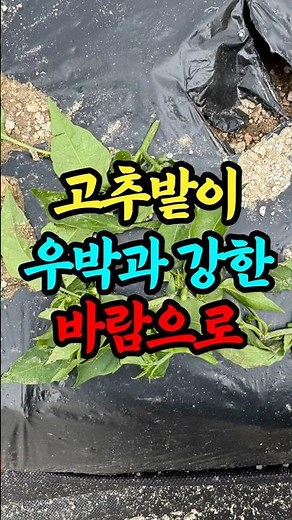 고추밭이 우박과 강한 바람으로