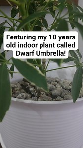 Featuring my 10 years old indoor plant called Dwarf Umbrella! | Precious Gem
