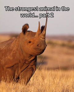 243K views · 6.7K reactions | The strongest animal in the world. part 2 | Animal World | Facebook
