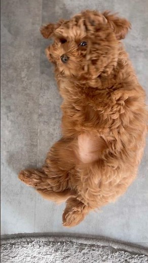 Tag 85 - Hedi putzt sich. #havapoo #havaneser #toypudel #maltipoo #puppy #cute #welpe #pets #hund