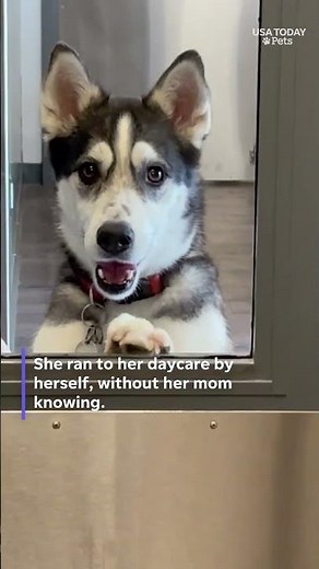 Dog goes viral after running to daycare alone