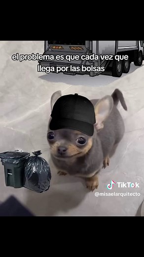 Los Memes Más Divertidos de Perritos Chihuahuas