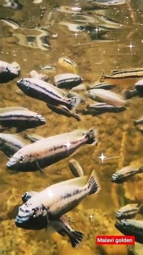 Malawi golden cichlid (Electric Yellow Cichlid)