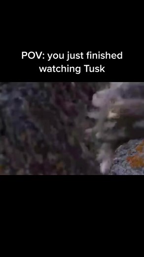 IYKYK 🦭 #scary #disturbing #fyp #movies #tusk | Tusk