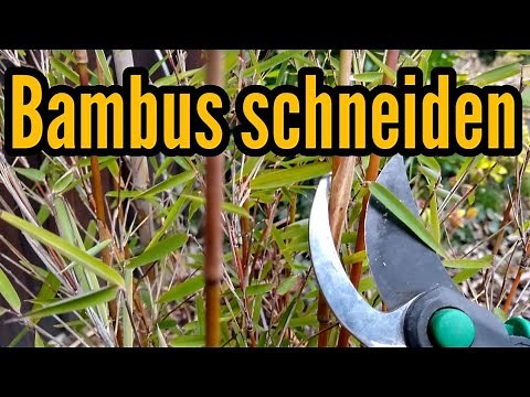 Cutting bamboo in spring Bamboo pruning Bamboo pruning Bambusoideae