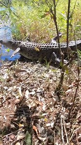 Saltwater Crocodiles are bloody fast on land and even faster in the water. They can also disappear in the blink of an eye. Their top running speed is around 12km an hour.. humans may be able to run faster but crocodiles are more explosive and have a reaction speed 37times faster than ours, so running fast and early is a good survival strategy. However, in the water you don’t stand a chance (pun intended) Salties can reach speeds of 29km an hour in the water in short bursts, and are much more at 