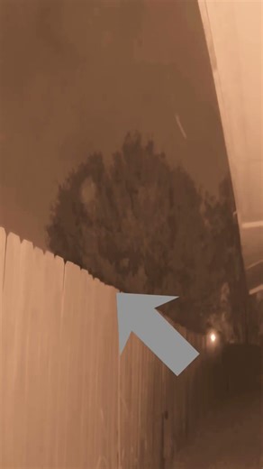 Watch the Shadow Climb the Tree | Hat Man Encounter .