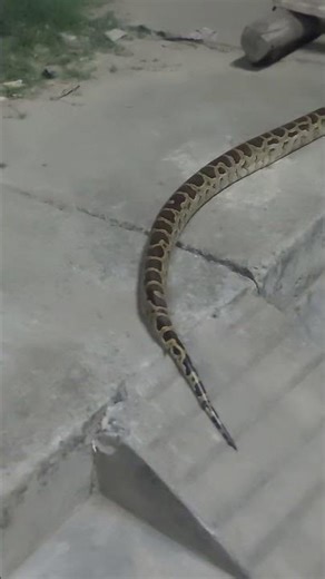 snake python snake non venomous but very danger