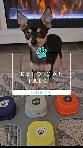 34K views · 1K reactions | Chihuahuas are extremely intelligent. 易 Here's proof! ✨️ #chihuahua #chihuahuas #KetoTheChihuahua #thechisociety #talkingdog #dogtraining #amazonpets #amazonmusthaves | The Chi Society | Facebook