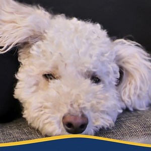 Feromoner – tryghed i hundens miljø - Secure Dog