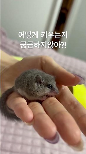 피그미다람쥐 키우는방법