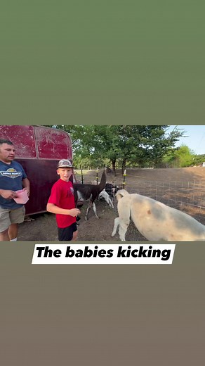 7.1K views · 638 reactions | Look at the new baby llama kicking. #llamas #animal #farmlife #eddyfamilyfarm | Eddy Family Farm | Facebook