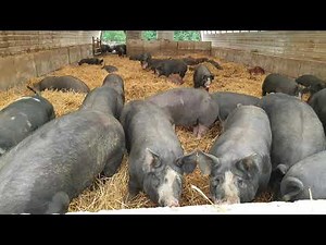 Huge profitable Berkshire pig farming 🐖Bussiness