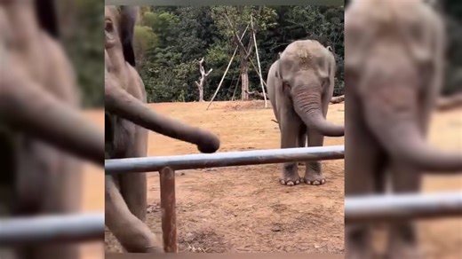2.8K views · 43 reactions | This elephant just discovered a brand-new way to use its trunk — as a dance prop! Now it’s leading its buddies in a joyful trunk-twirling dance party  #elephantdance #toocute | Shanghai Daily 上海日报 | Facebook