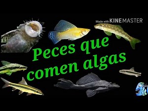 Peces que comen algas
