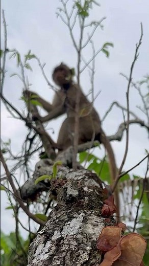 Tiko Destroys the Banana Tree Because He Wants a Walk! 🤣🐒