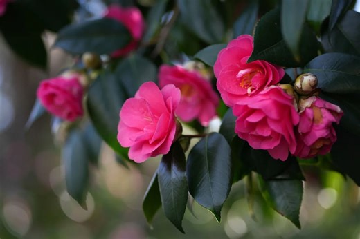 Stop Pruning Camellias Wrong: The Trick That Transforms Your Plants Instantly - Netmums
