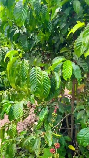 The coffee garden