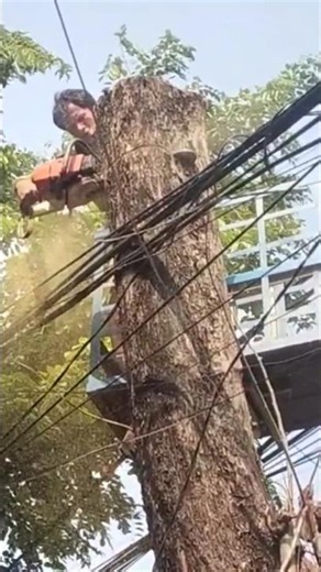 technique for cutting trees wrapped around high voltage power cables #shorts #treecutting #chainsaw