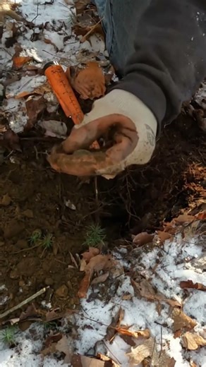 Short #215 - Dandy Find. Metal Detecting with the Nokta Makro Simplex. #metaldetecting