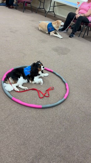 21 reactions | 10am Training Class! Happy Friday #caringk9s #therapydoglife #therapydogtraining | Caring K9s Inc | Facebook