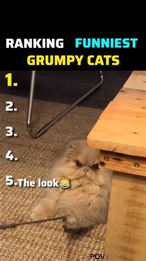 Ranking FUNNIEST grumpy cats😾