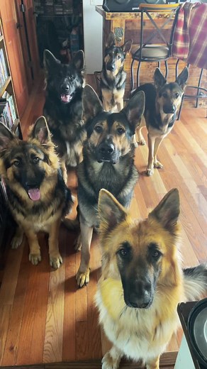 Why German Shepherds are the Ultimate Protection Dogs