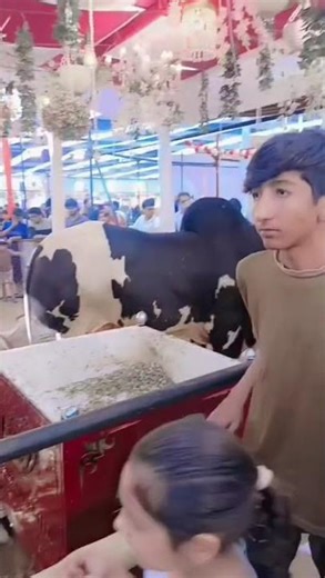 bakar Eid 2026 #cow #trending #bull #foryou #1millionviews #love #bakraeid2026 #2026