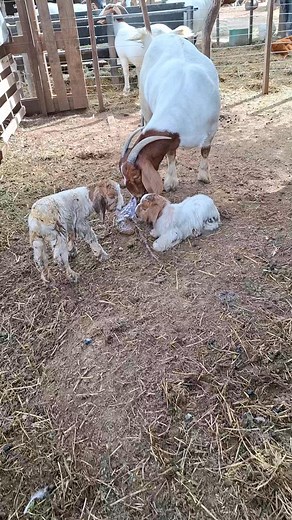 53K views · 1.4K reactions | La gran Campeóna pario 2 macho hijos del Reserado gran campeón tarzan.. | Cabaña Don Guillermo | Facebook